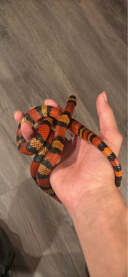 Snake food