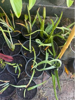sabila 1 gallon $7