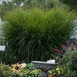 Pampas Grass Plants,pls Read Alllll