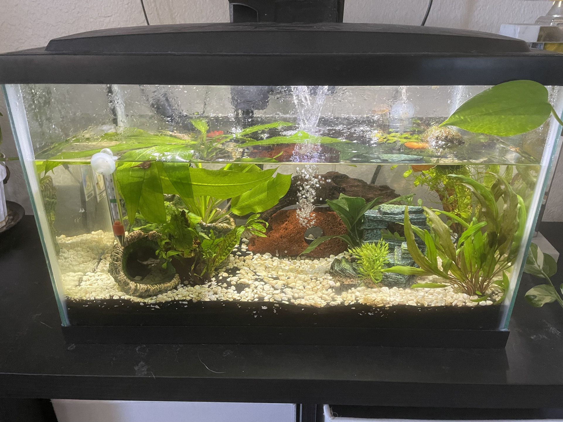 10 GALLON Fish Tank