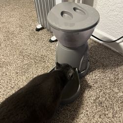 Automatic Animal Feeder Cat/Dog