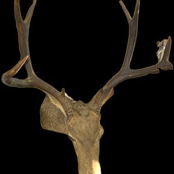  Elk head
