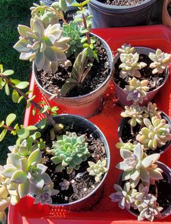 Mix Succulents