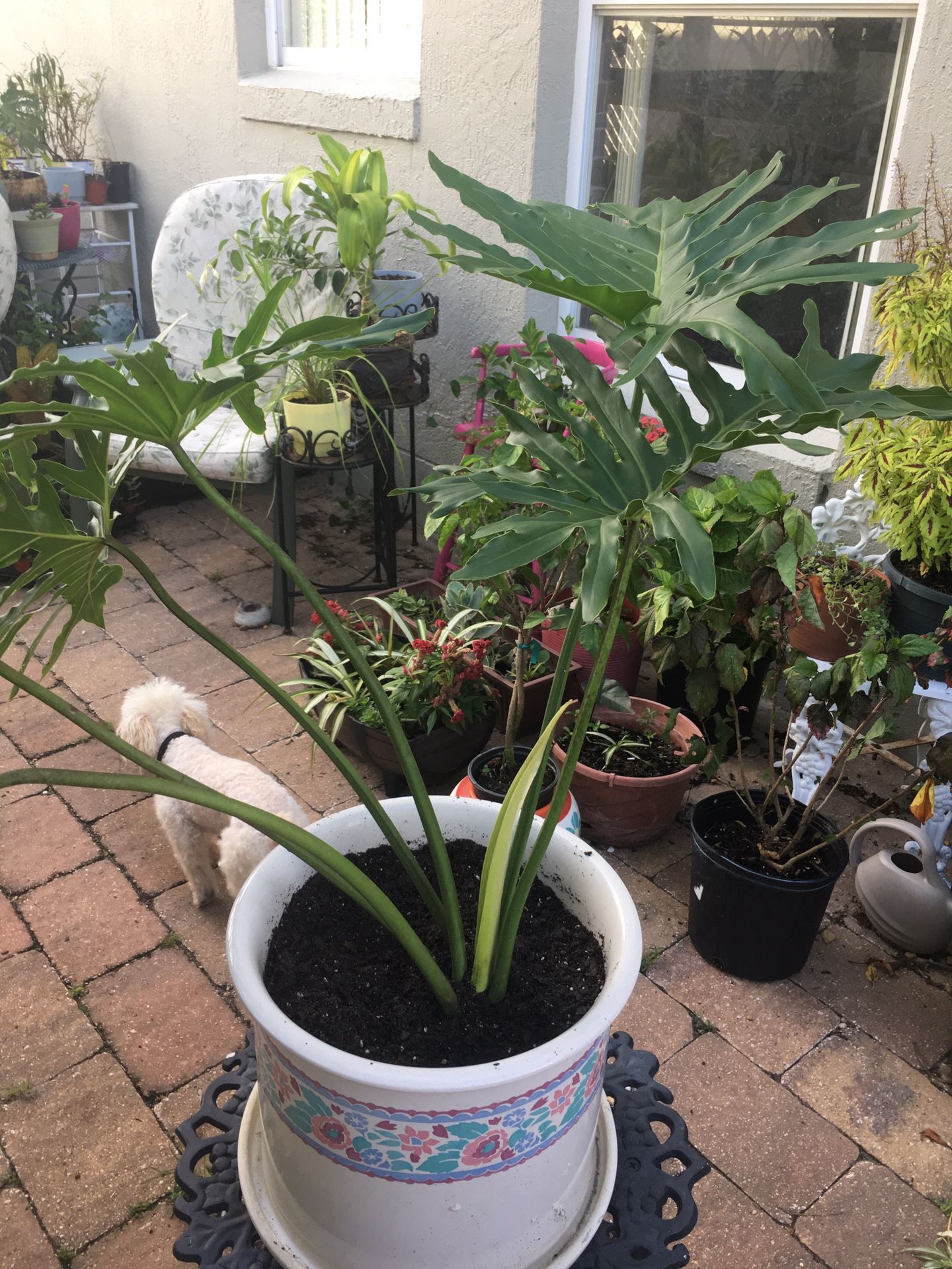 Huge Leaf Philodendron In Ceramic Pot