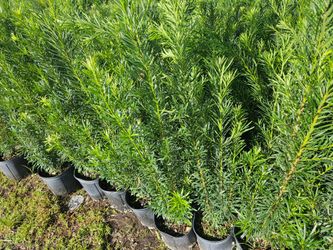 podocarpus Instant Privacy Hedge For Fence Green Full Ready