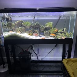 55 Gallon Fish tank Set Up