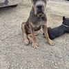 Janet