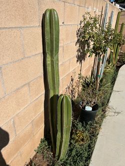 Mex fence post cactus
