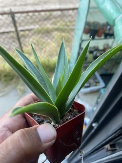 Yucca elephantipes