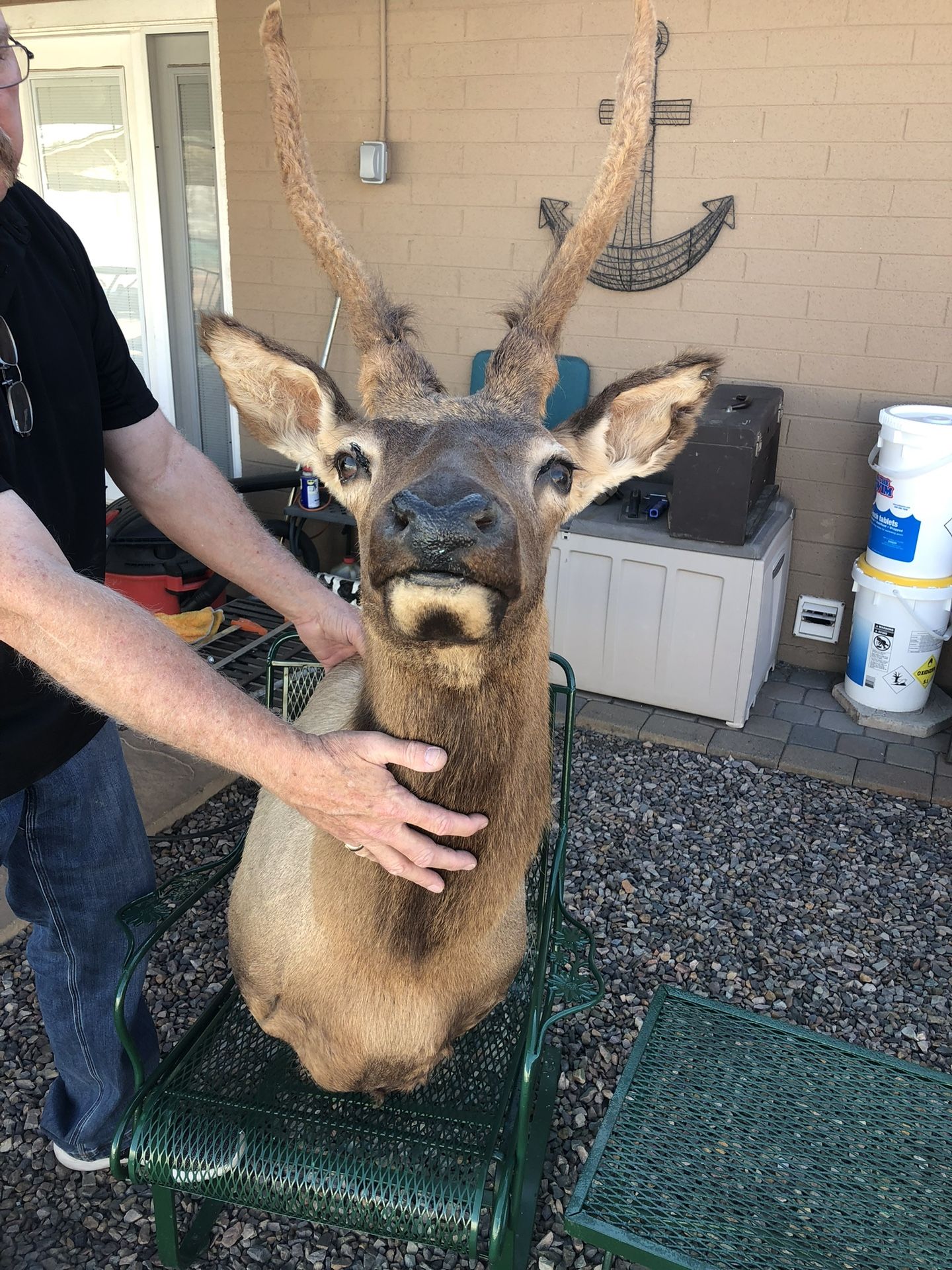 Large Elk Shoulder Mount