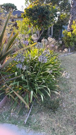 FREE agapanthus (lily of the nile)
