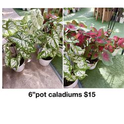 Plants (6”pot Caladiums $15)