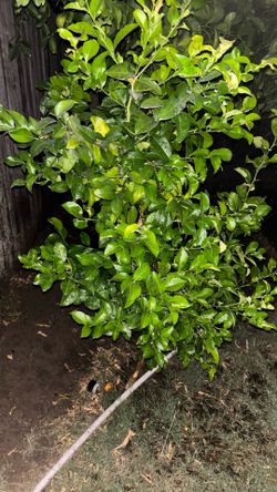 Lemon Amarillo