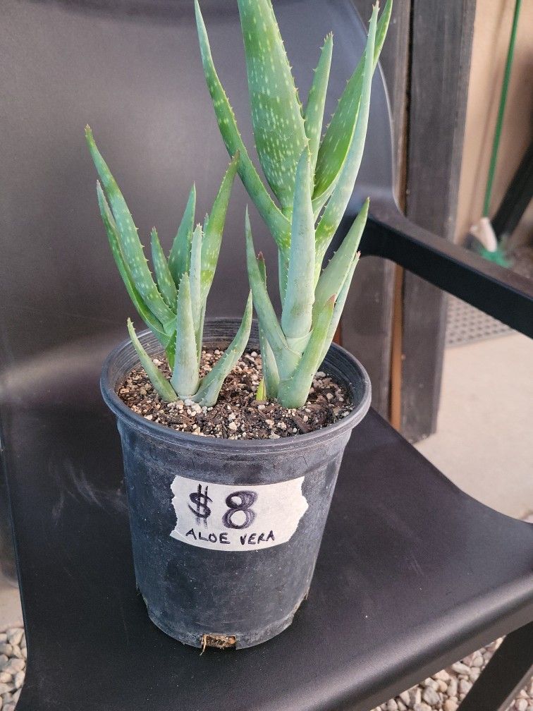 2 Aloes In One Pot Plus A Baby One Coming Out