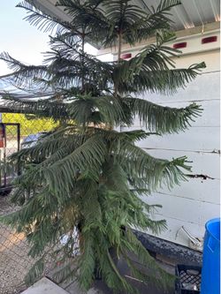 Pine trees