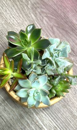 Easy to care succulents house plants in 2.5"H x 5"W pot.