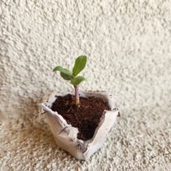 Sunflower Seedling