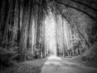 Redwoods Black And White Canvas Wall Art