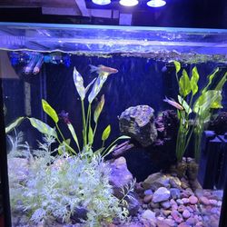 Innovative Marine Fish Tank  Salt And Fresh. 