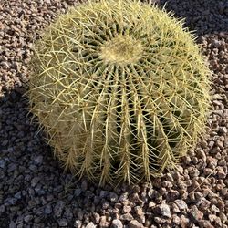 Large Golden Barrel Cactus 