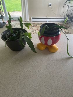 2 healthy xmas cactus in pots