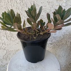 1.5 Gallon Pot Succulent Plant - Graptopetalum Superbum Rosa - Pink Superbum - Rooted & Established Plant - Drought Resistant 🪴