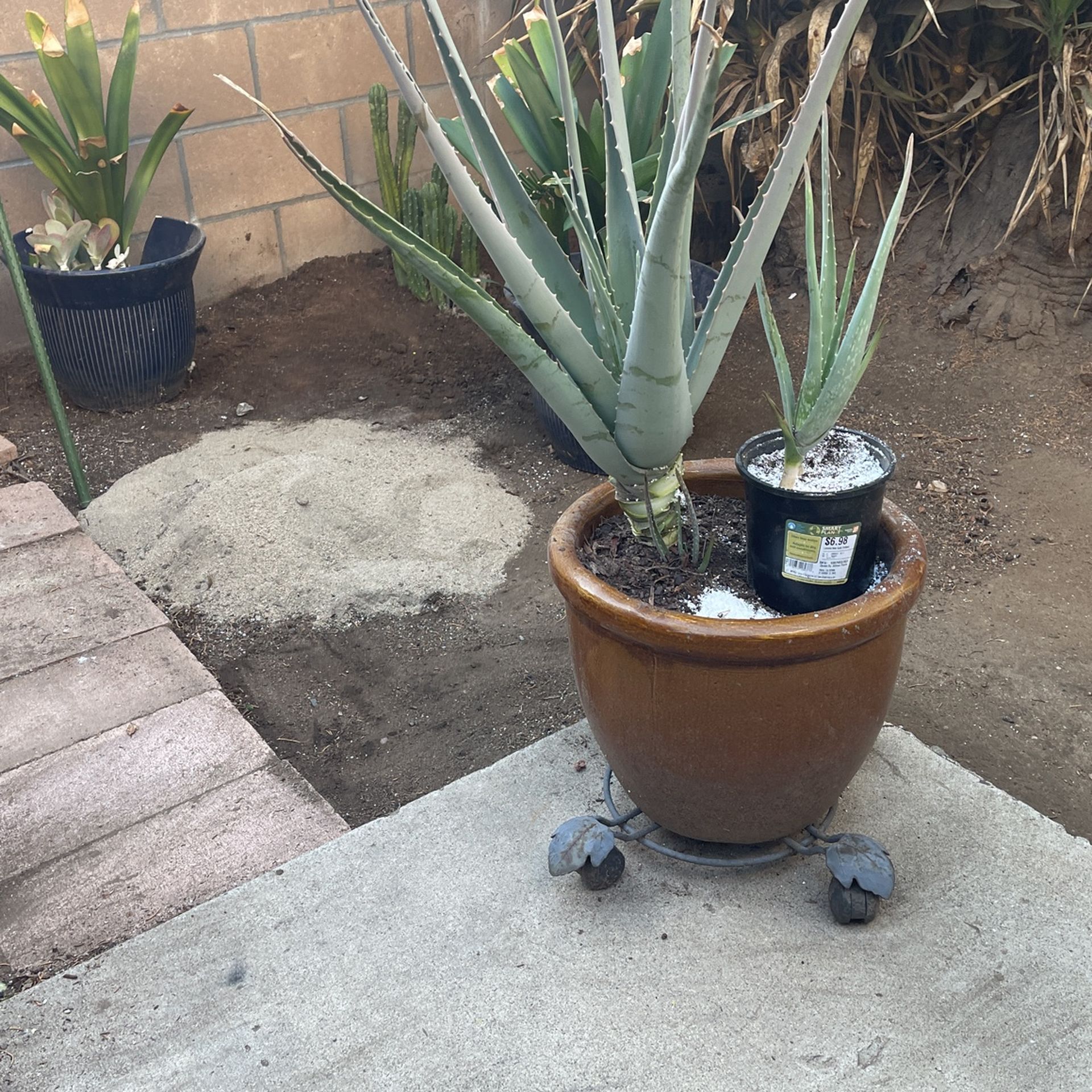 Plant