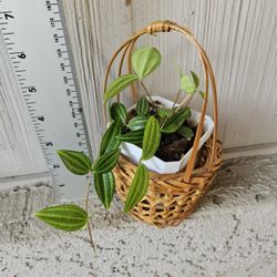 Peperomia angulata Plant (Beetle Peperomia) In Basket