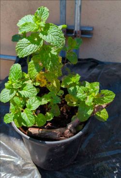 Potted Mint Plant, Hierbabuena.