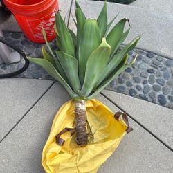 Free Foxtail Agave Plant