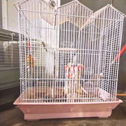 Bird Cage 