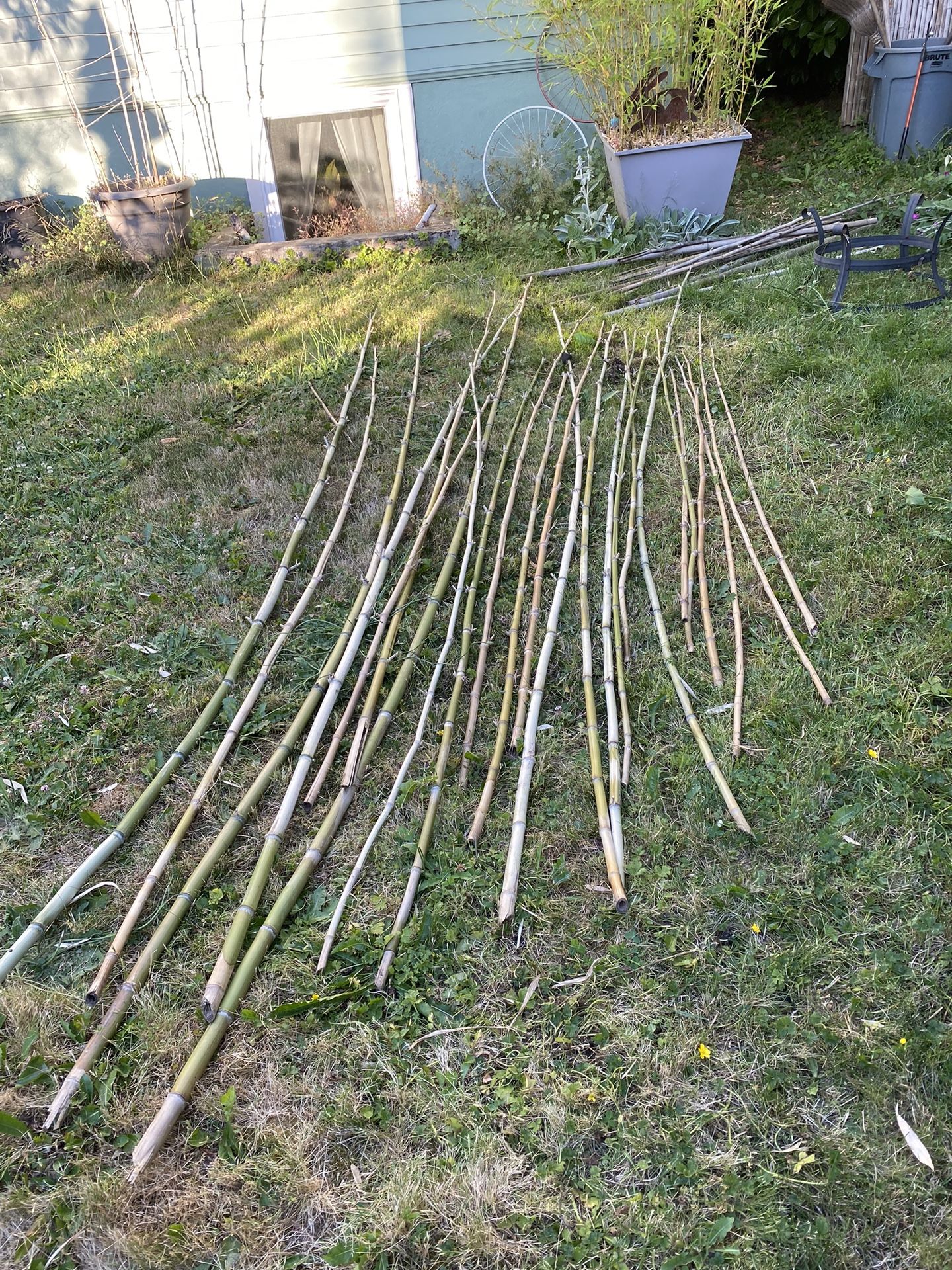Free Bamboo Poles