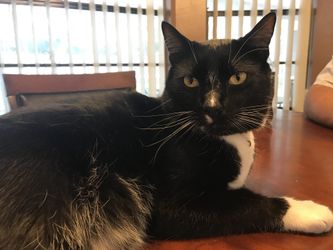 LOST CAT!!! CASH REWARD!! PENSACOLA AREA!!