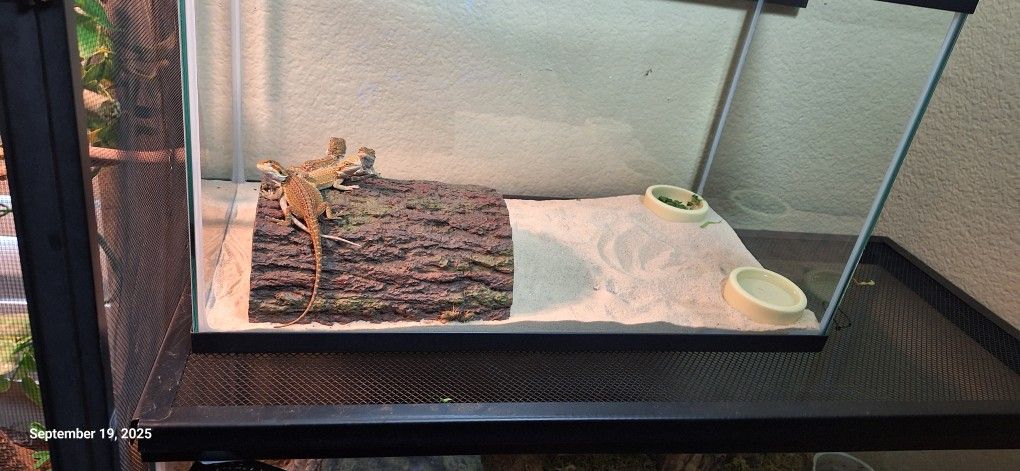 reptile tank stripe Dunner het Hypo&Trans