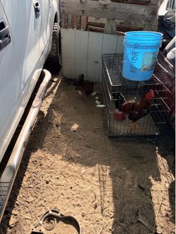 Gallinas gratis