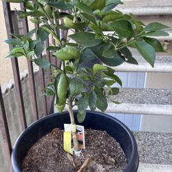 Semi dwarf Golden Nugget