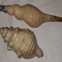 Ceramic Sea Shells 