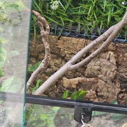 REPTI ZOO Enclosure 