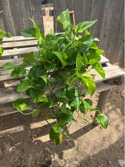 Golden Pothos, $25 each
