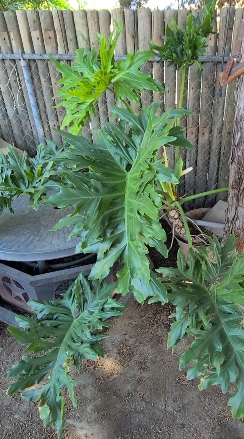 Giant Philodendron Split Leaf Plants