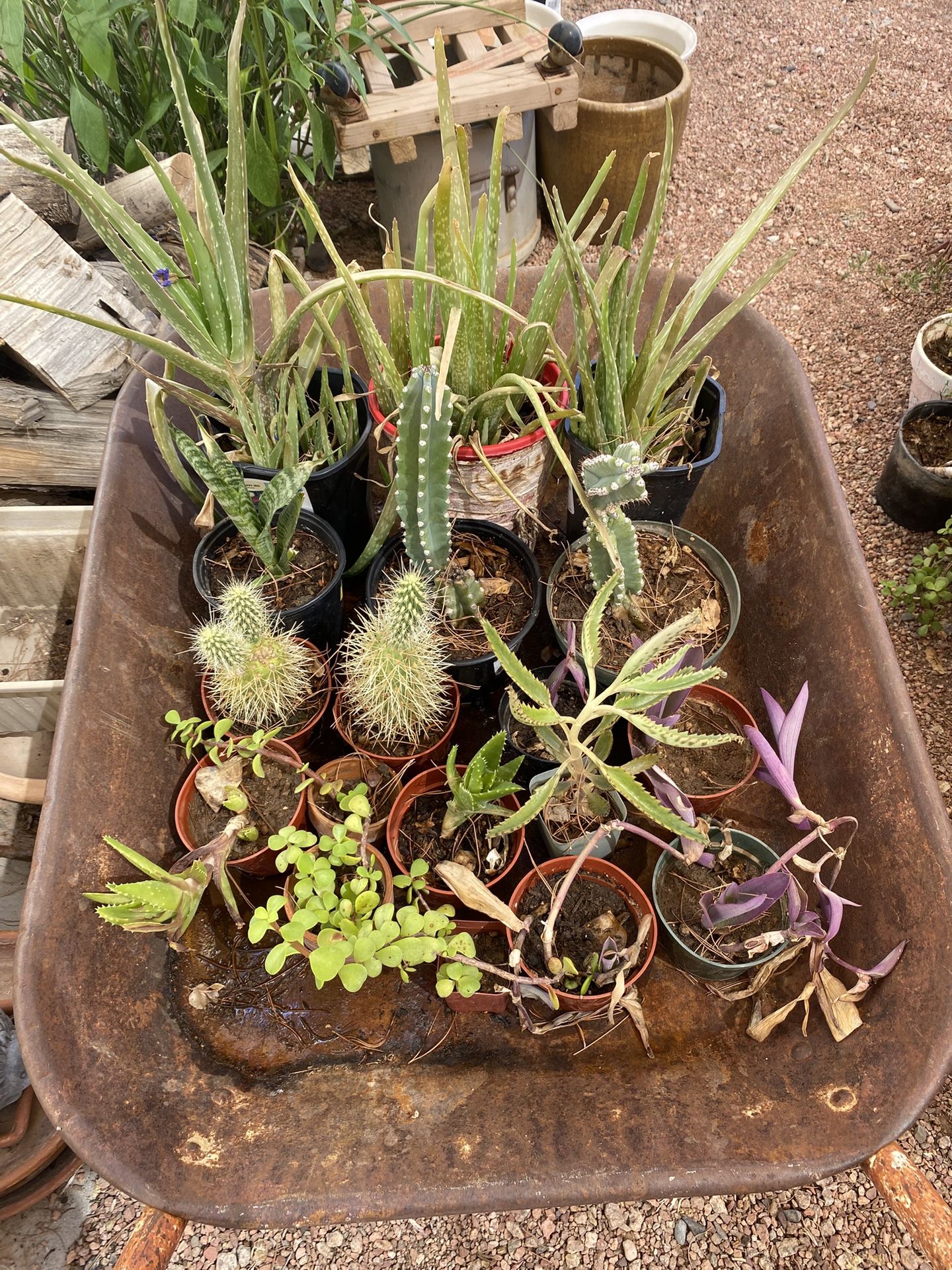 Cactus, Succulents, Plants