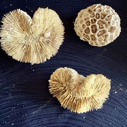 Natural Coral Fossil Rocks