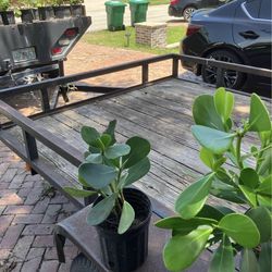 Clusia Plants