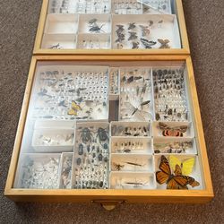 Bug Collection