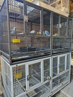 Bird Cage