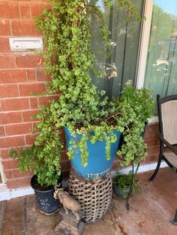 A Spotlight On Our Plants