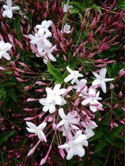 PINK JASMINE  WITH  FRAGANCE