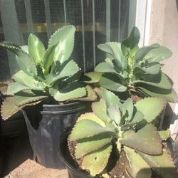 Kalanchoe Mother of Thousands Plant