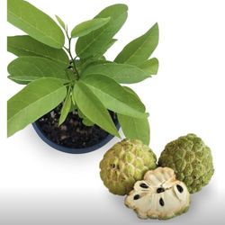 Sugar Apple 2 Gallon Plant Ready To Yield Fruits. Most Delicious Fruit In The Oriental. Custard Apple, Annona squamosa