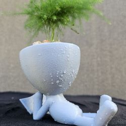 Asparagus Fern ( Asparagus setaceus ) Bonsai Tree,  Outdoor and Indoor plant